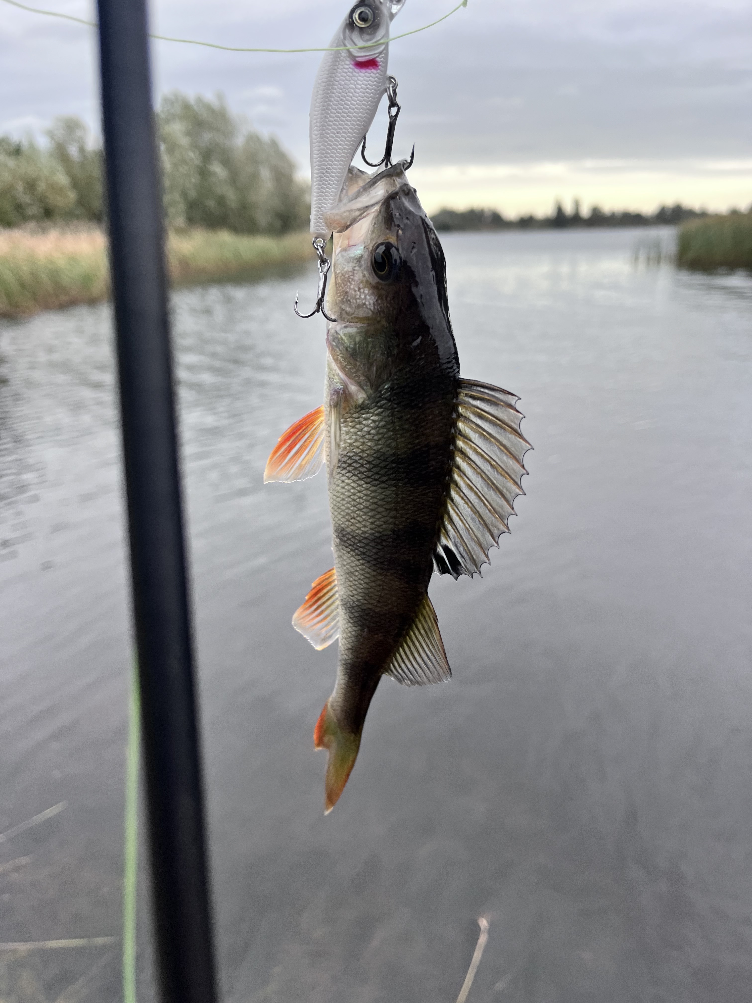 B-b-bass