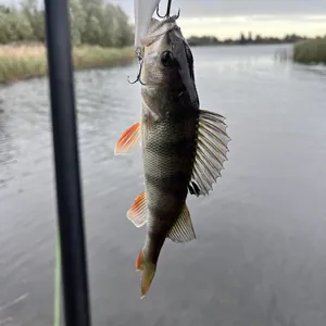 B-b-bass