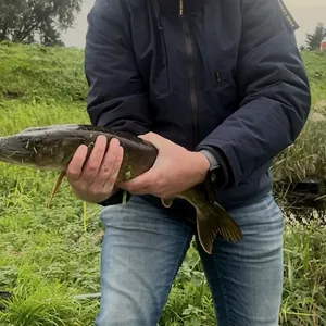 PIKE!